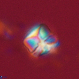 Heliolithus aktasiii 20860