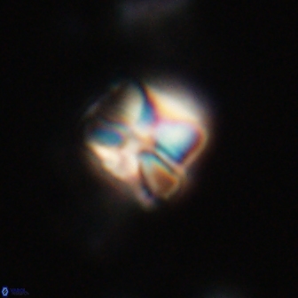 Heliolithus aktasiii 20862