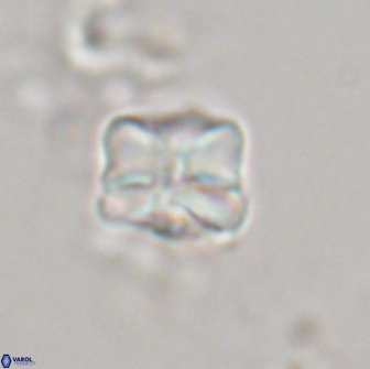 Heliolithus aktasiii 20864