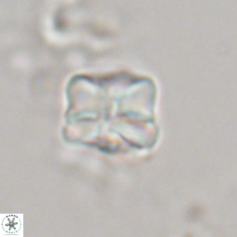 Heliolithus aktasiii 20864
