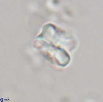 Heliolithus aktasiii 20865