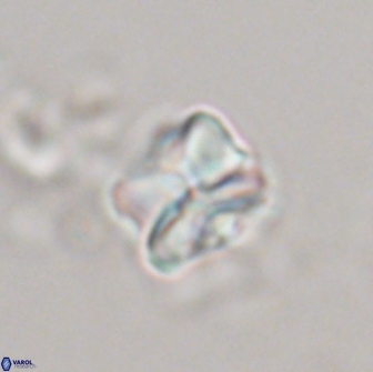 Heliolithus aktasiii 20866