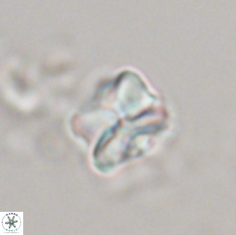Heliolithus aktasiii 20866