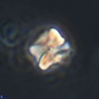 Heliolithus aktasiii 20867