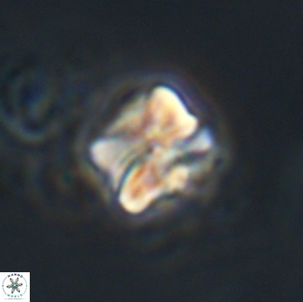 Heliolithus aktasiii 20867