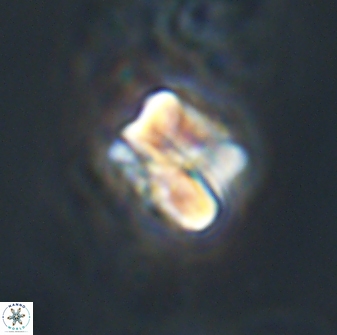 Heliolithus aktasiii 20869