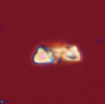 Heliolithus amfivolos 61188