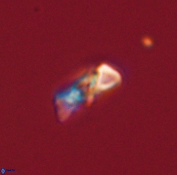 Heliolithus amfivolos 61189