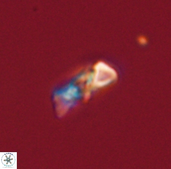 Heliolithus amfivolos 61189