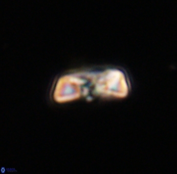 Heliolithus amfivolos 61191