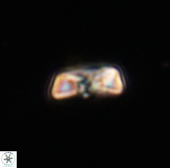 Heliolithus amfivolos 61191