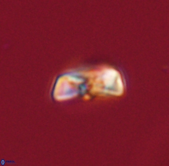 Heliolithus amfivolos 61192