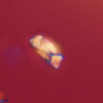 Heliolithus amfivolos 61303