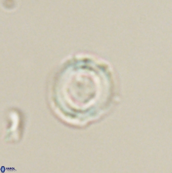 Heliolithus amfivolos 61309