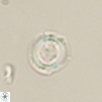 Heliolithus amfivolos 61309