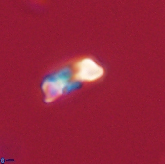Heliolithus amfivolos 61329