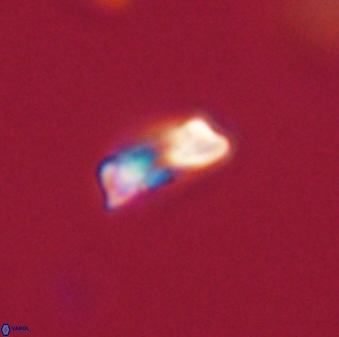 Heliolithus amfivolos 61334