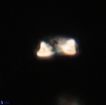 Heliolithus amfivolos 61335