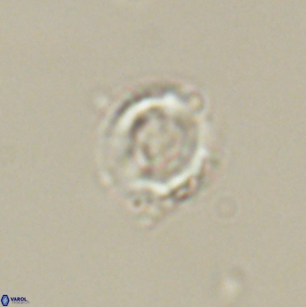 Heliolithus amfivolos 61345