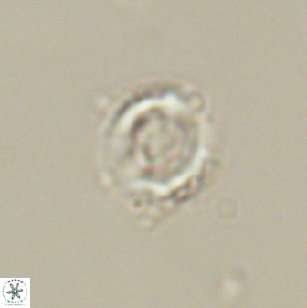 Heliolithus amfivolos 61345