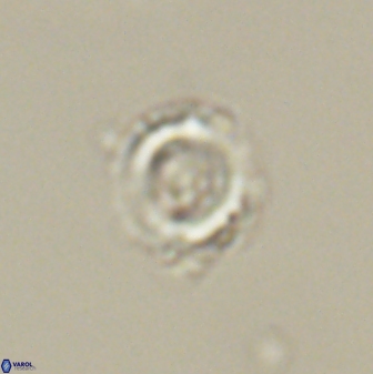 Heliolithus amfivolos 61348