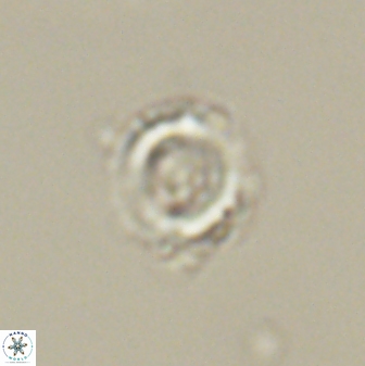 Heliolithus amfivolos 61348