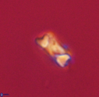 Heliolithus amfivolos 61361
