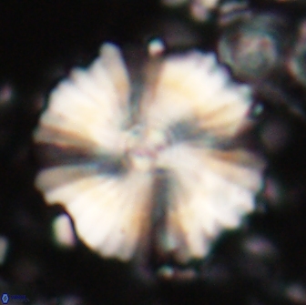 Heliolithus bukryi 21180