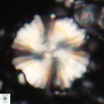 Heliolithus bukryi 21180