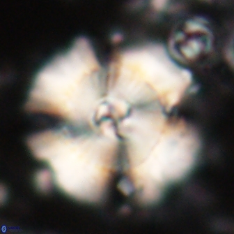 Heliolithus bukryi 21181