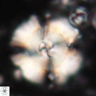Heliolithus bukryi 21181