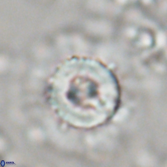 Heliolithus bukryi 21185