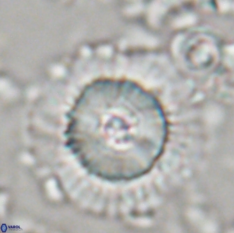 Heliolithus bukryi 21186