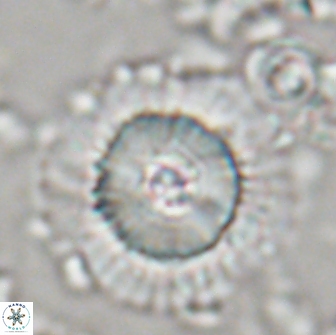 Heliolithus bukryi 21186