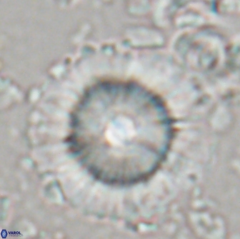 Heliolithus bukryi 21187