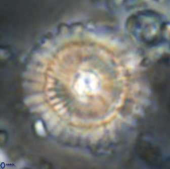 Heliolithus bukryi 21188