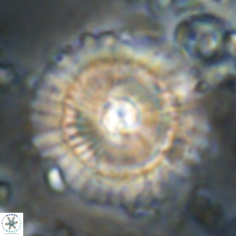 Heliolithus bukryi 21188