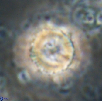 Heliolithus bukryi 21189