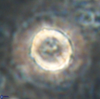 Heliolithus bukryi 21190