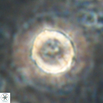 Heliolithus bukryi 21190