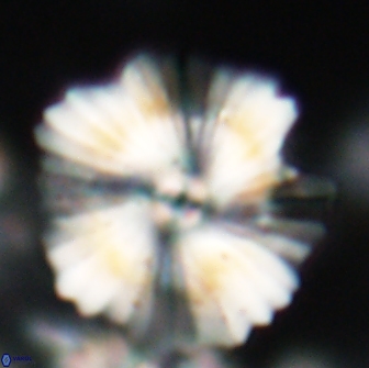 Heliolithus bukryi 21203