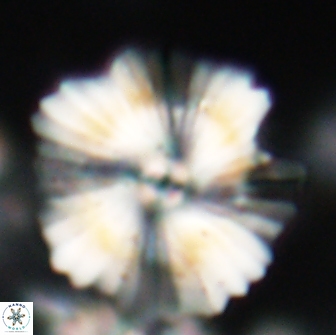 Heliolithus bukryi 21203