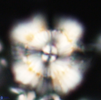 Heliolithus bukryi 21204