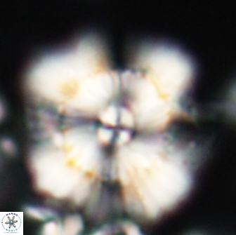 Heliolithus bukryi 21204