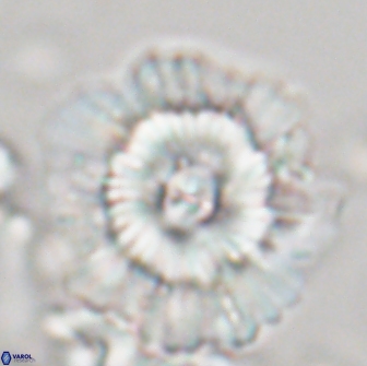 Heliolithus bukryi 21208