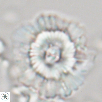 Heliolithus bukryi 21208