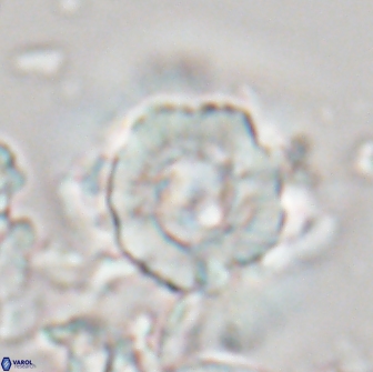Heliolithus bukryi 21209