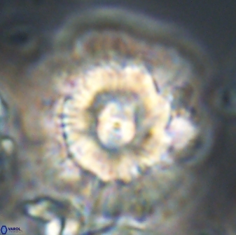 Heliolithus bukryi 21214