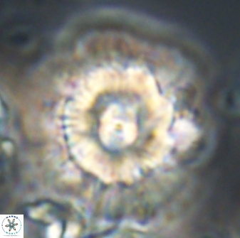 Heliolithus bukryi 21214