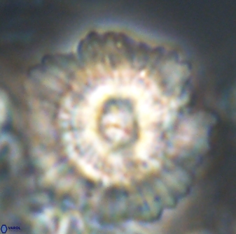 Heliolithus bukryi 21215